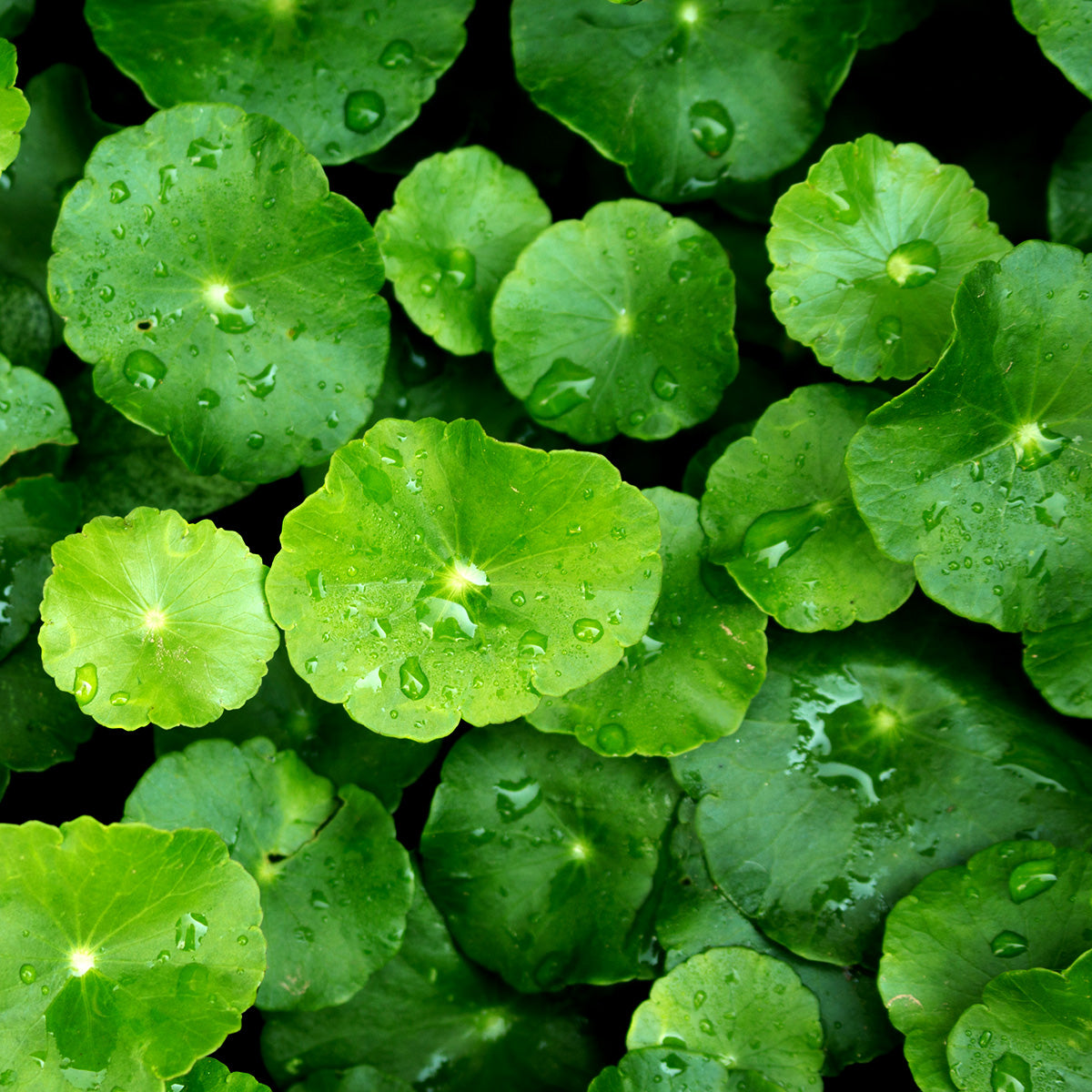UPCYCLED CENTELLA ASIATICA EXTRACT