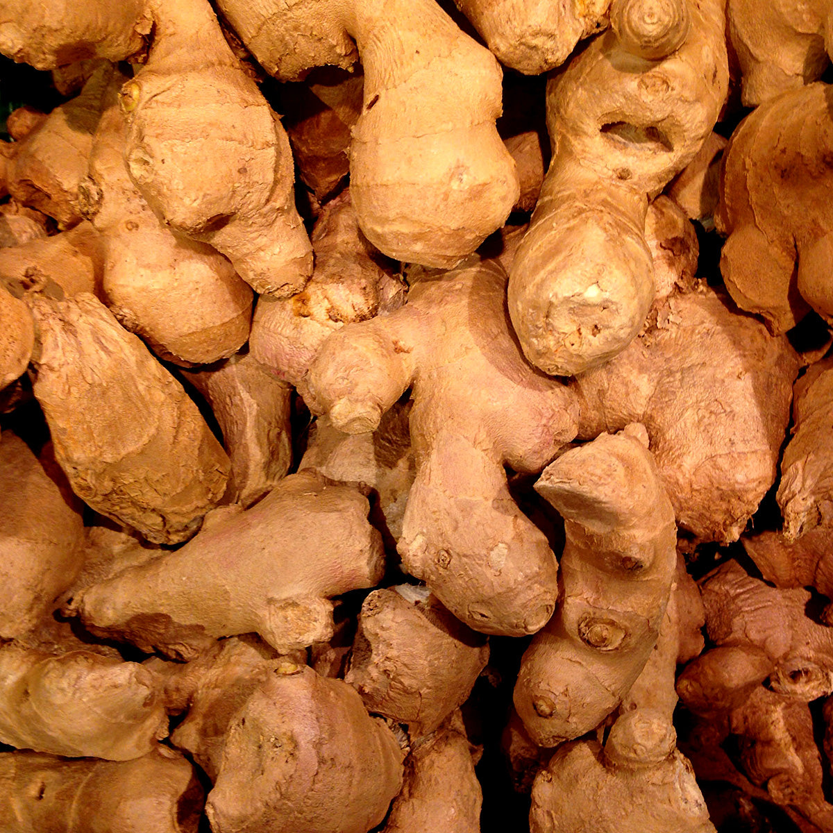 UPCYCLED GINGER ROOT EXTRACT