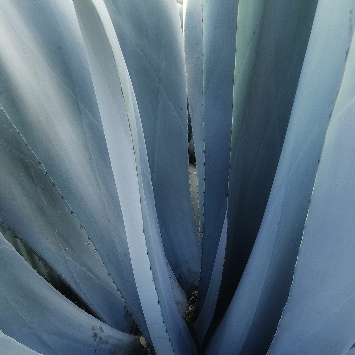 BLUE AGAVE LEAF EXTRACT
