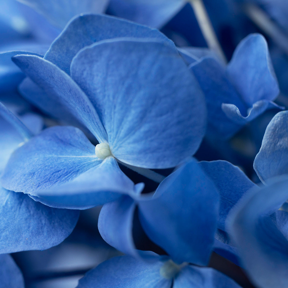 UPCYCLED HYDRANGEA LEAF EXTRACT