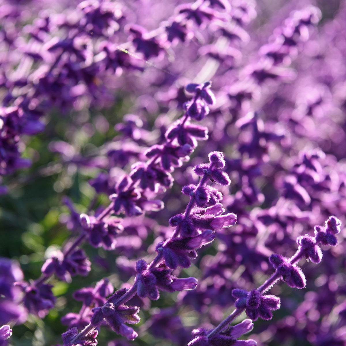 UPCYCLED LAVENDER EXTRACT