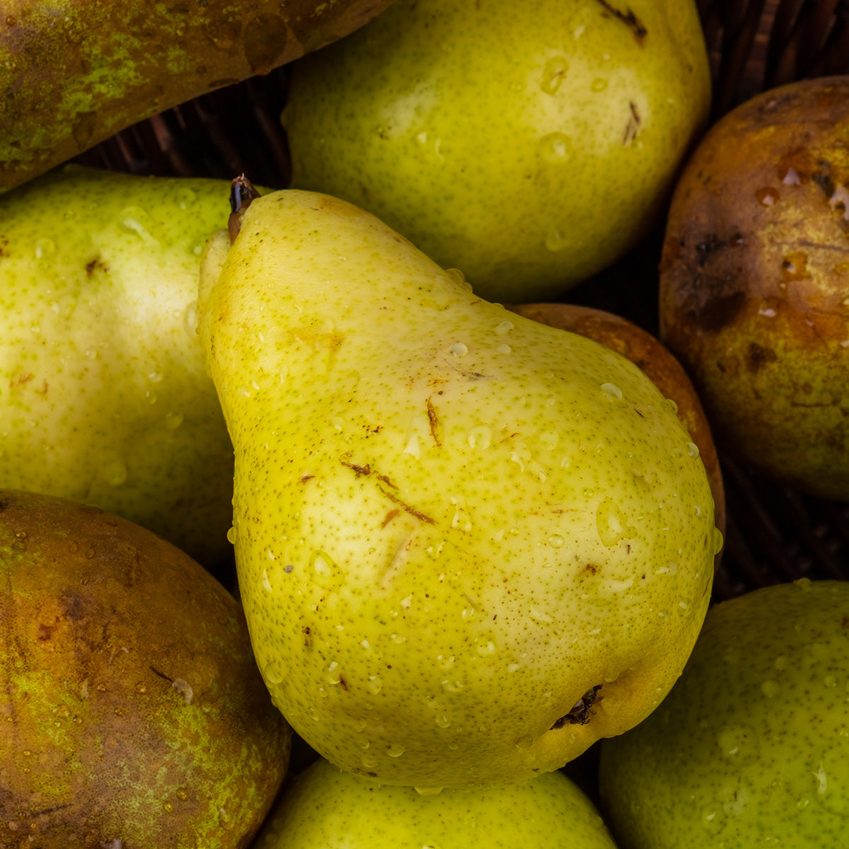 PEAR EXTRACT