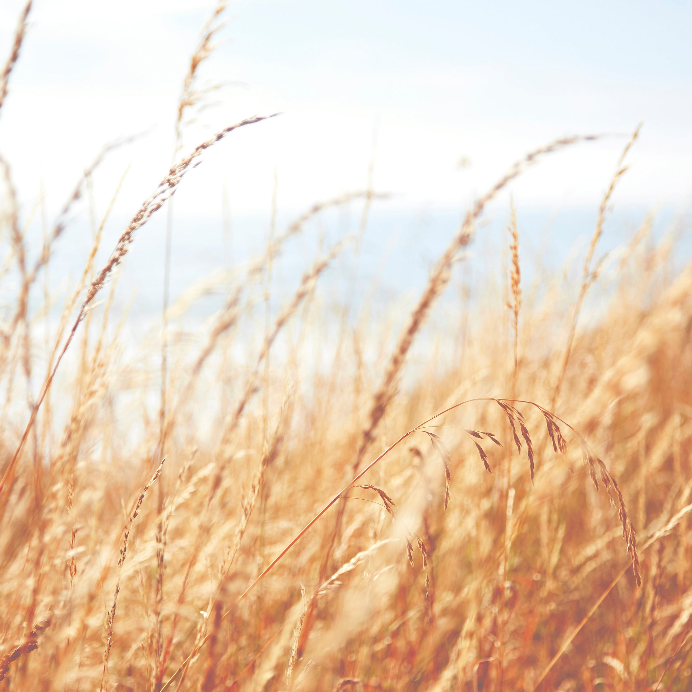 Here’s Why Rice Is A Must-Have Ingredient In Your Skin Care Routine