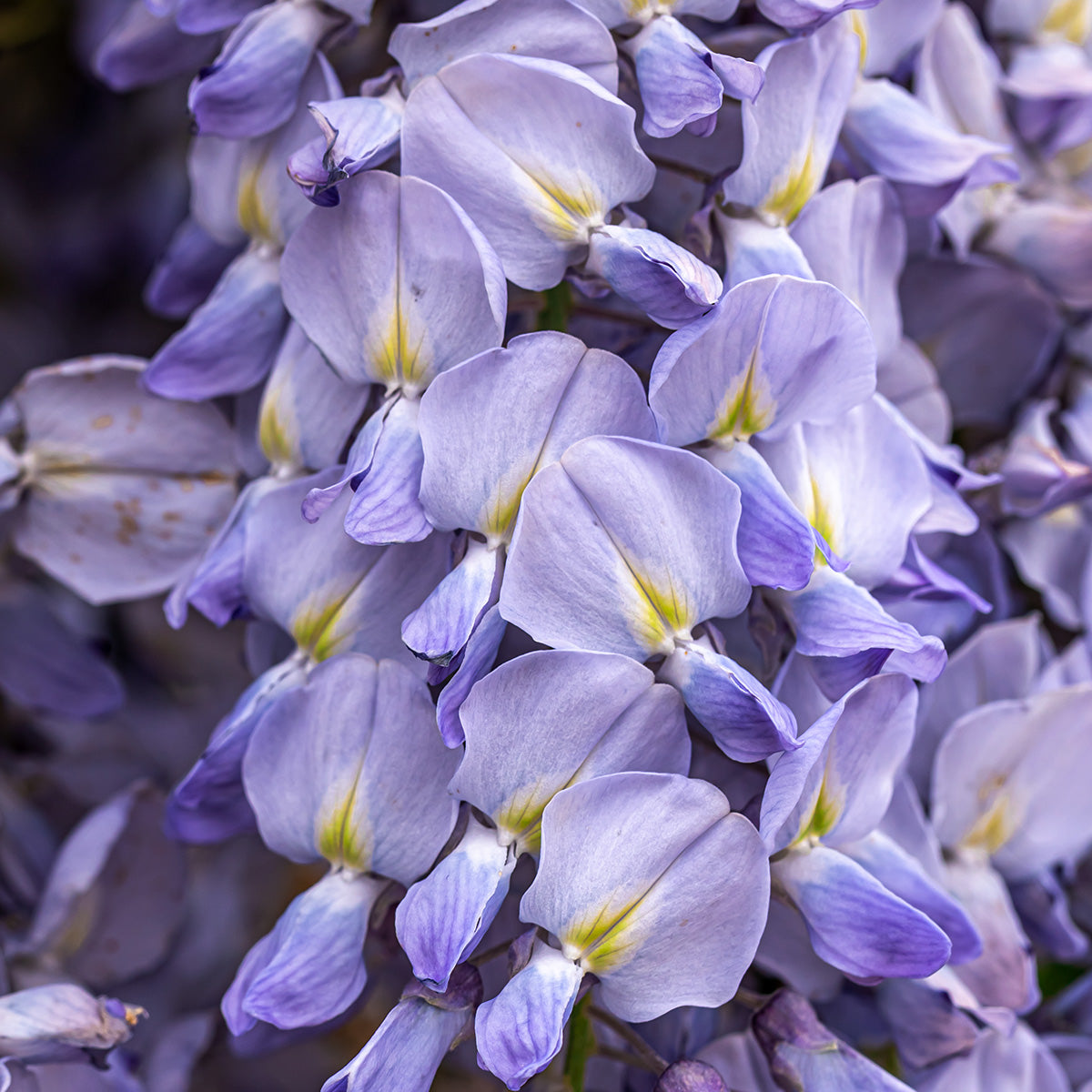 ALLANTOIN