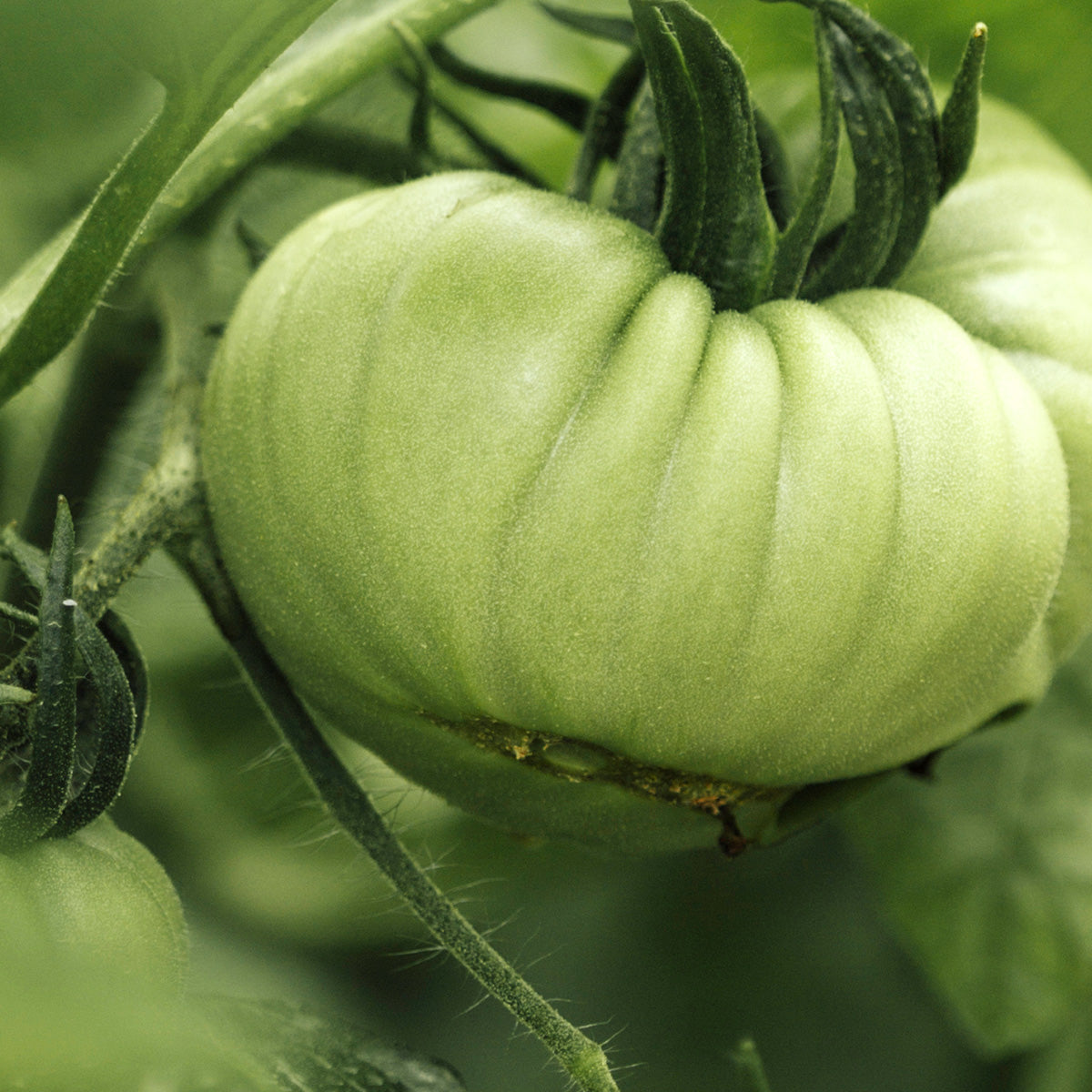 GREEN TOMATO SE