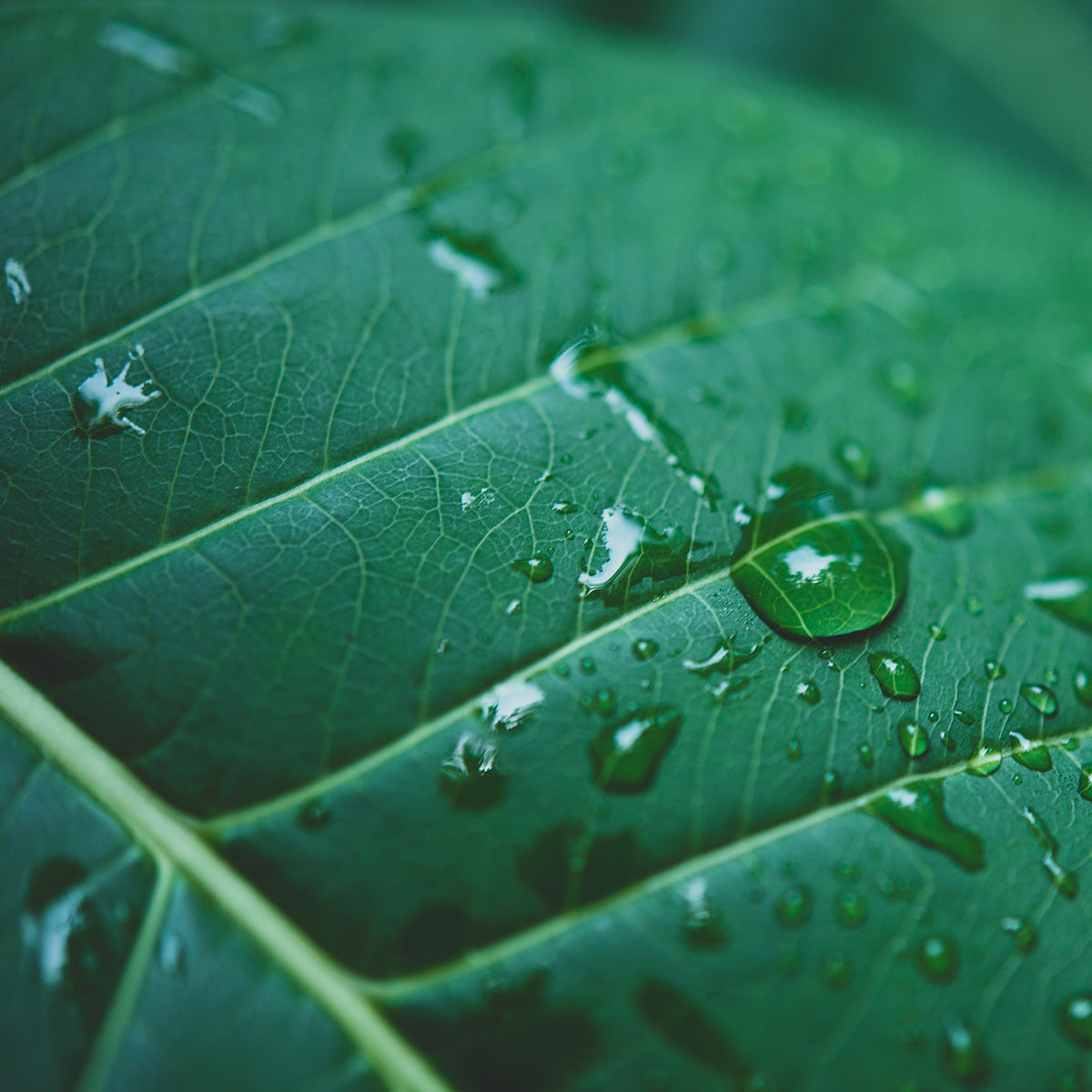 PHYTOCERASOME™