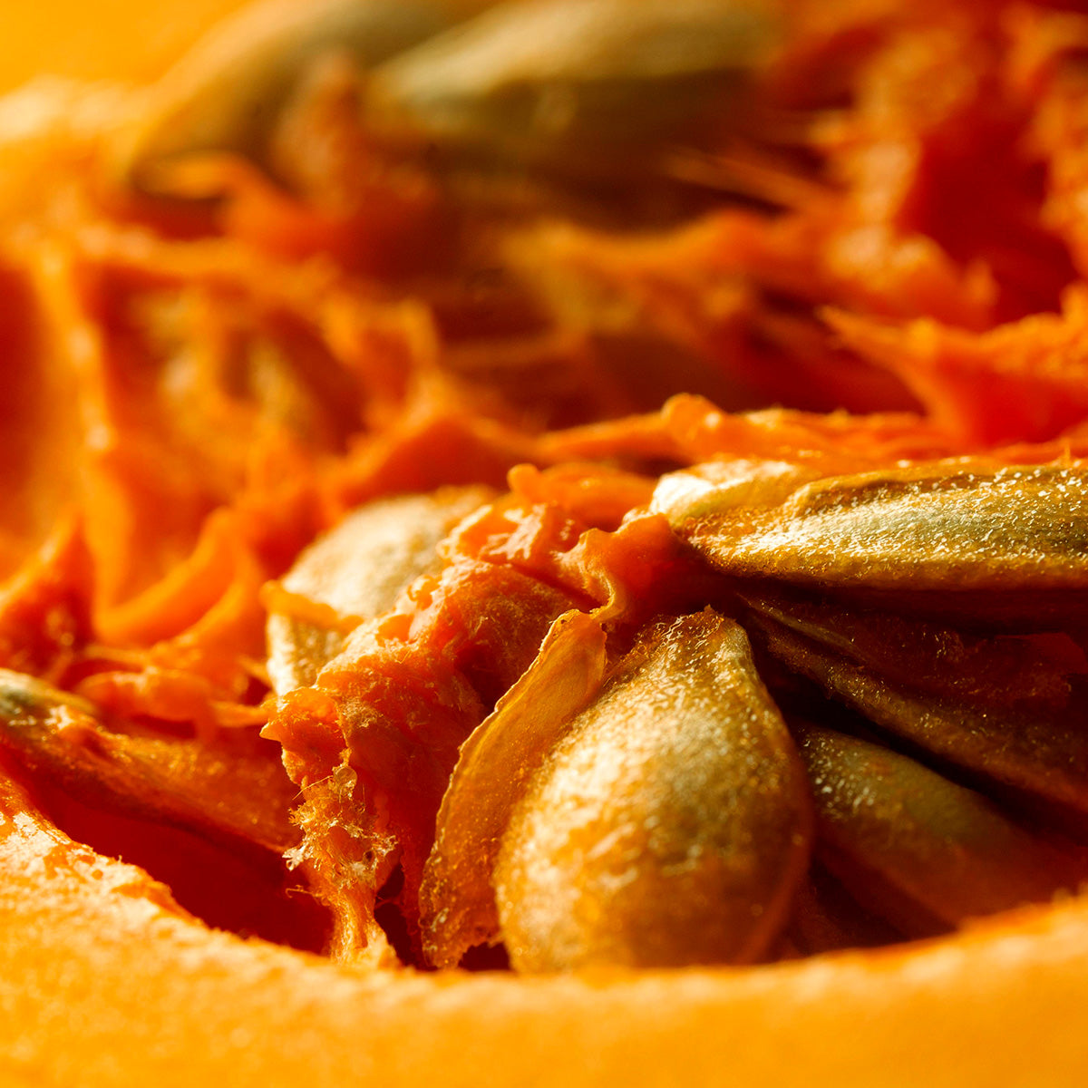 UPCYCLED PUMPKIN EXTRACT