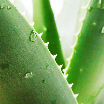 Real Vera™ Aloe