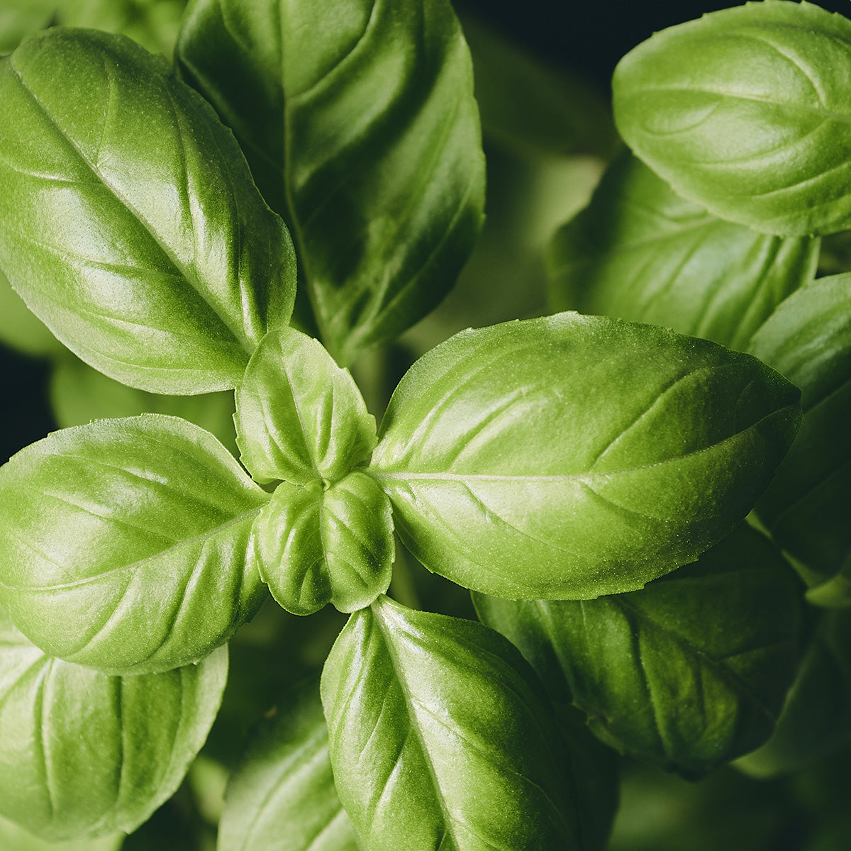 BASIL EXTRACT