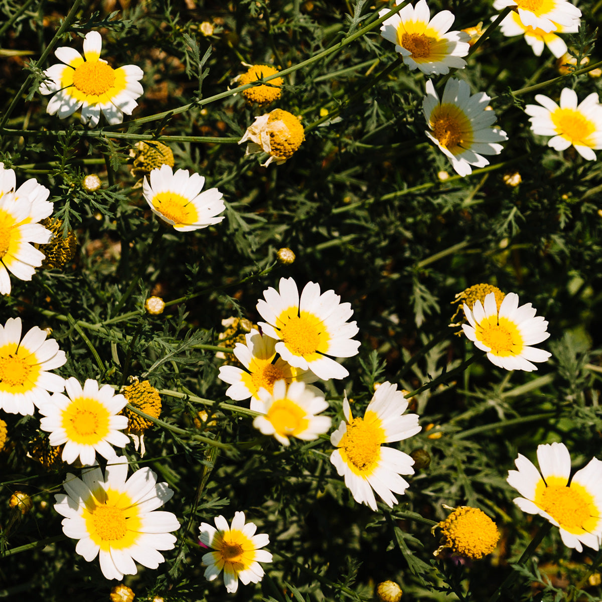 CHAMOMILE FLOWER EXTRACT