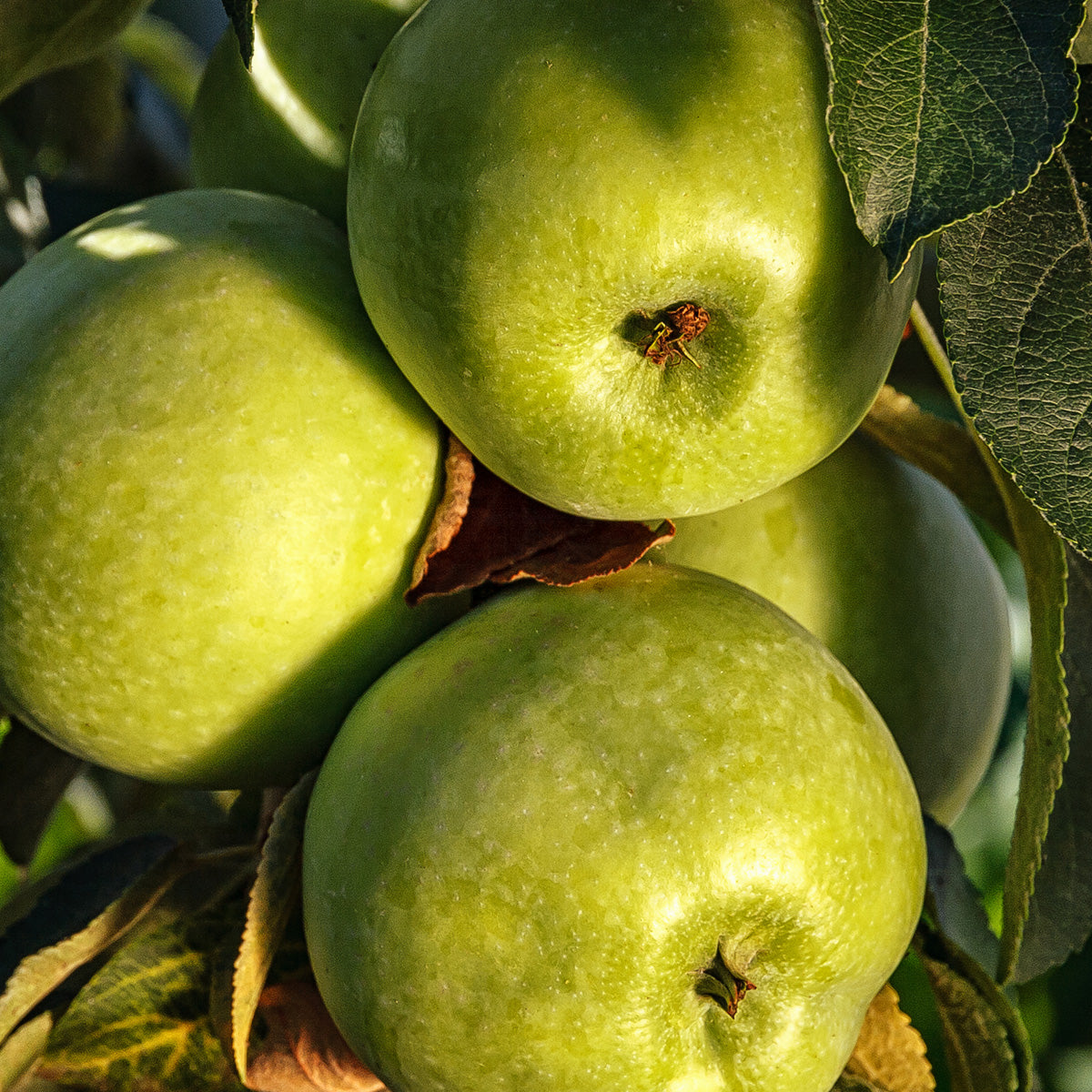 UPCYCLED GREEN APPLE EXTRACT
