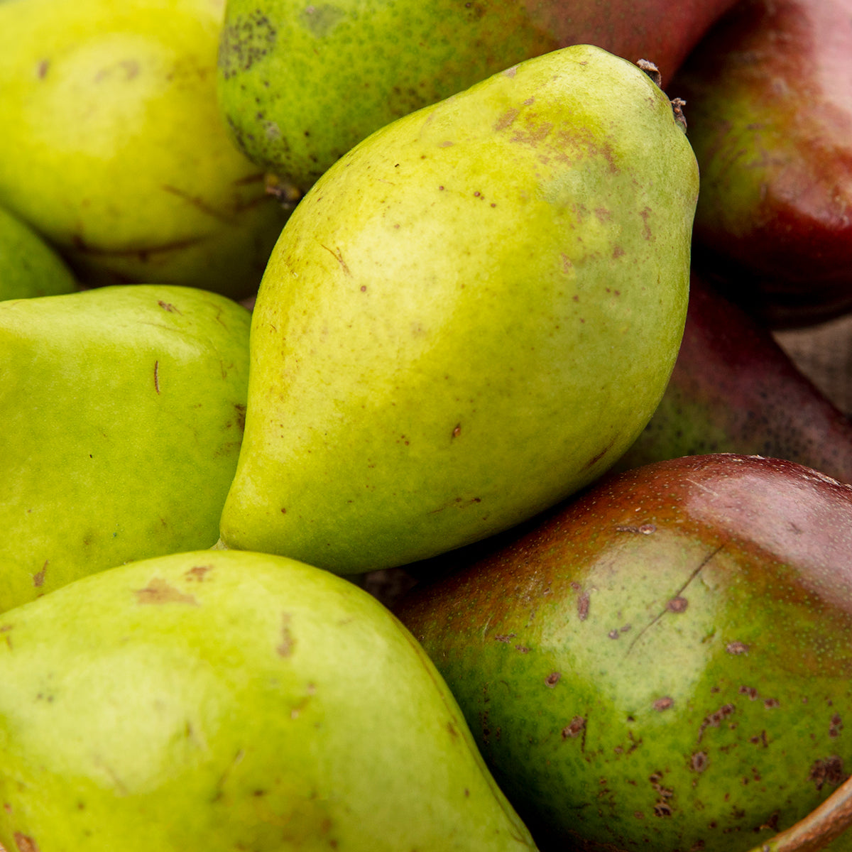 KAKADU PLUM