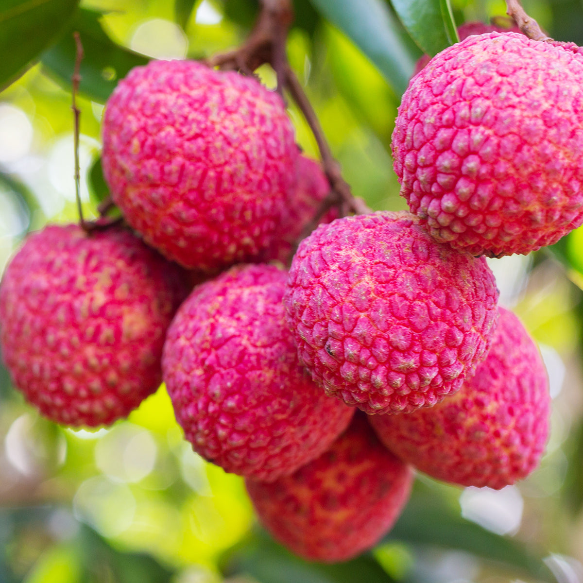 UPCYCLED LYCHEE