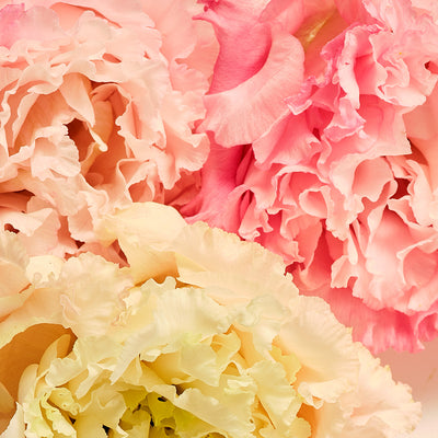 PEONY FLOWER EXTRACT