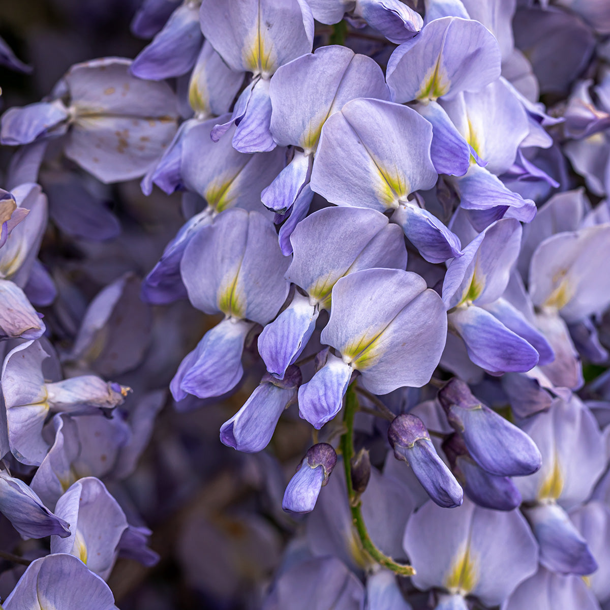 LUPINE PROTEIN