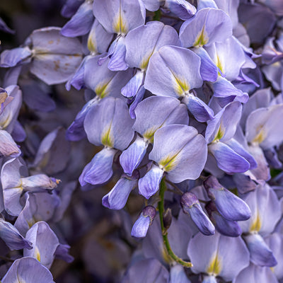 LUPINE PROTEIN