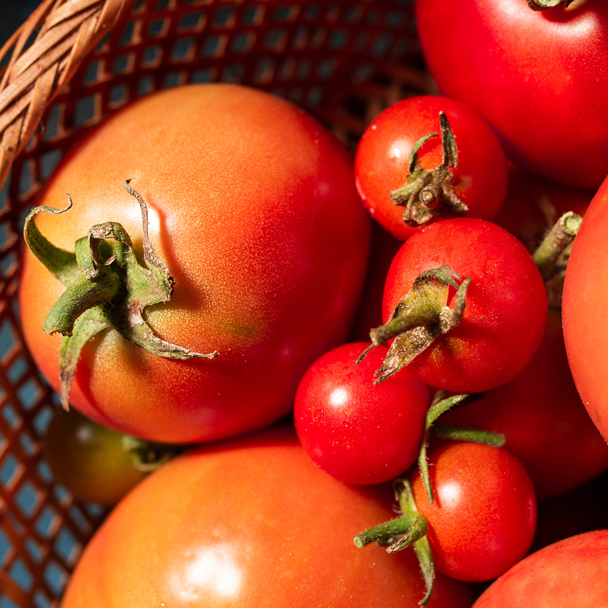 RED TOMATO EXTRACT