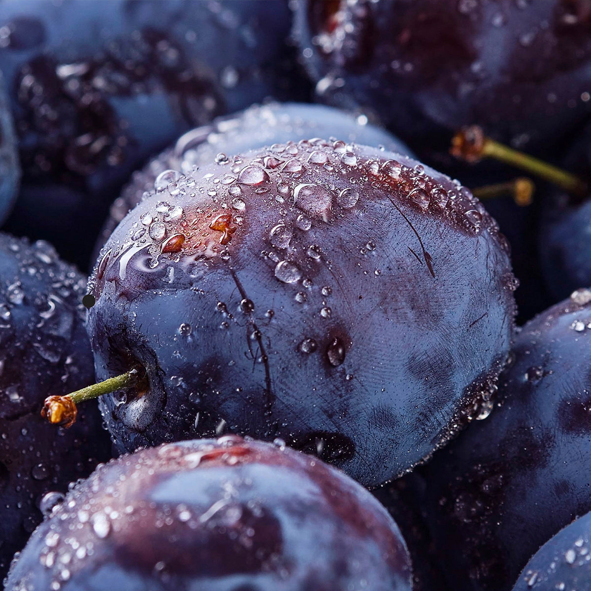 UPCYCLED SUGAR PLUM COMPLEX