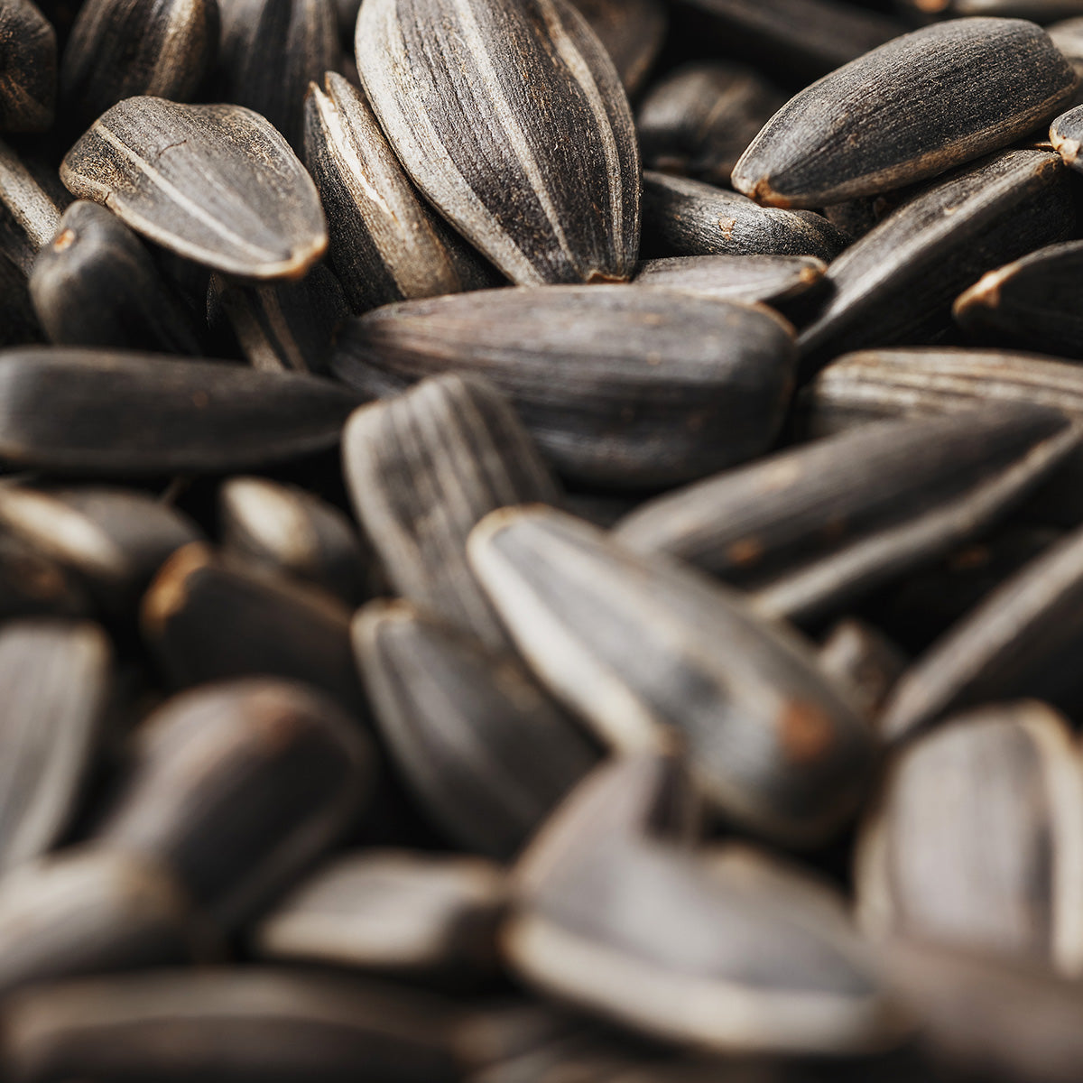 SUNFLOWER SEED OIL