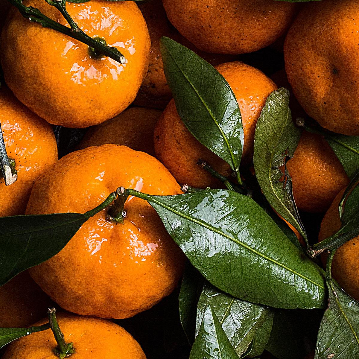 TANGERINE EXTRACT