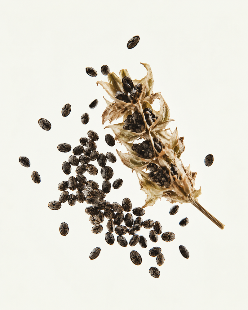 Basil Seeds